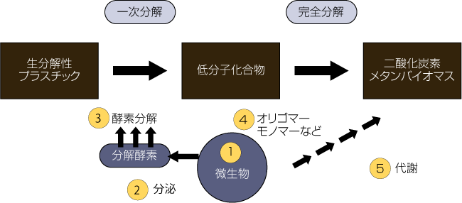 分解メカニズム